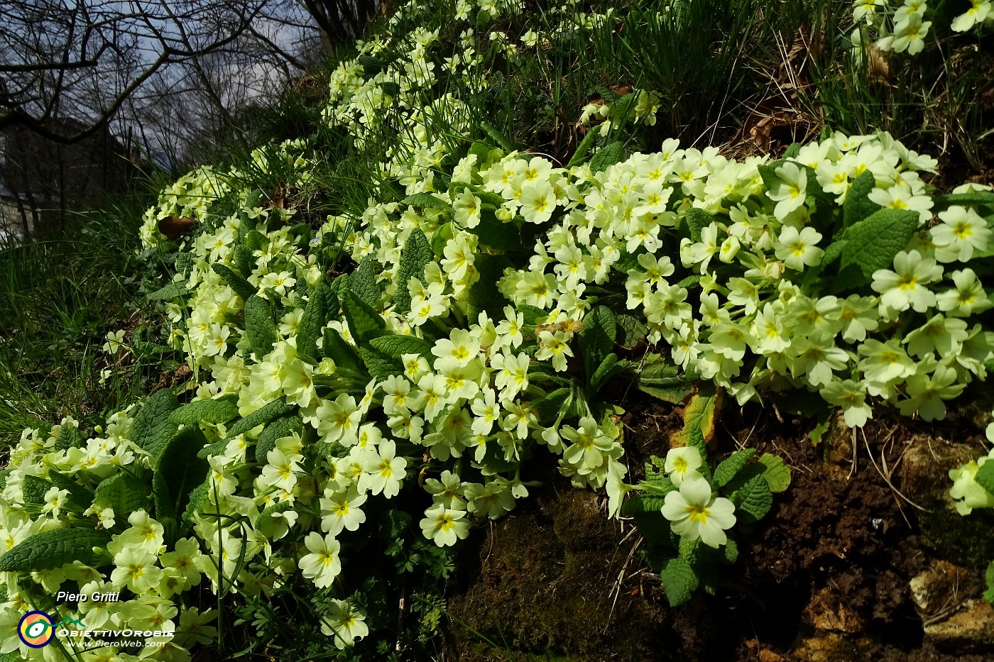 27 Primule gialle (Primula vulgaris).JPG